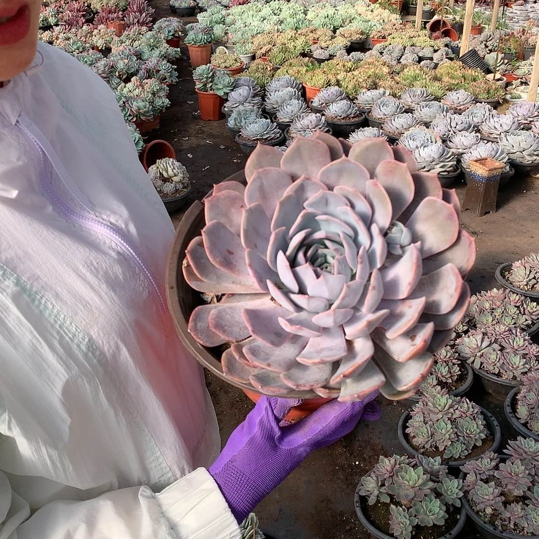 胖哥多肉推荐紫悦9.9