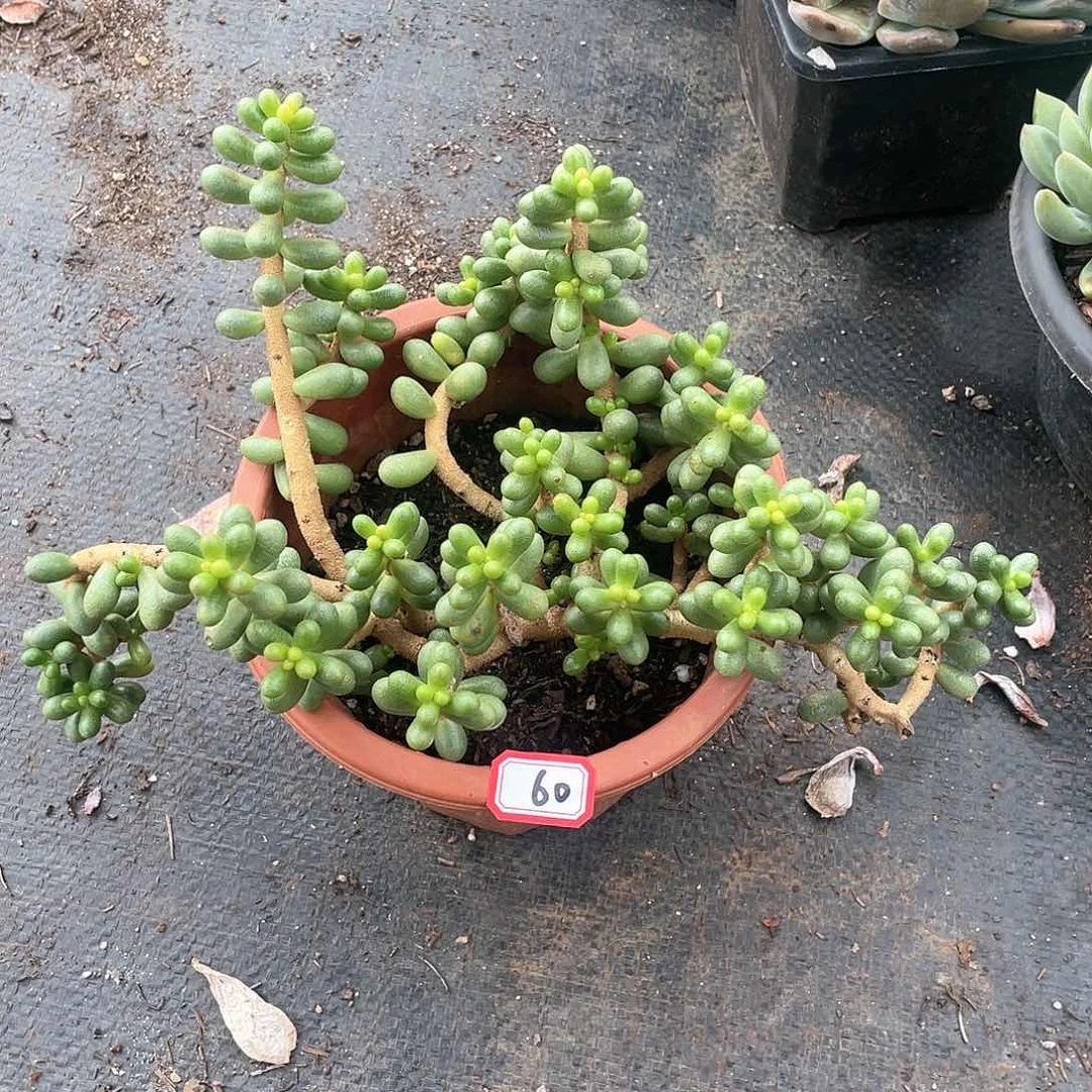 60绿龟 一物一拍多肉
