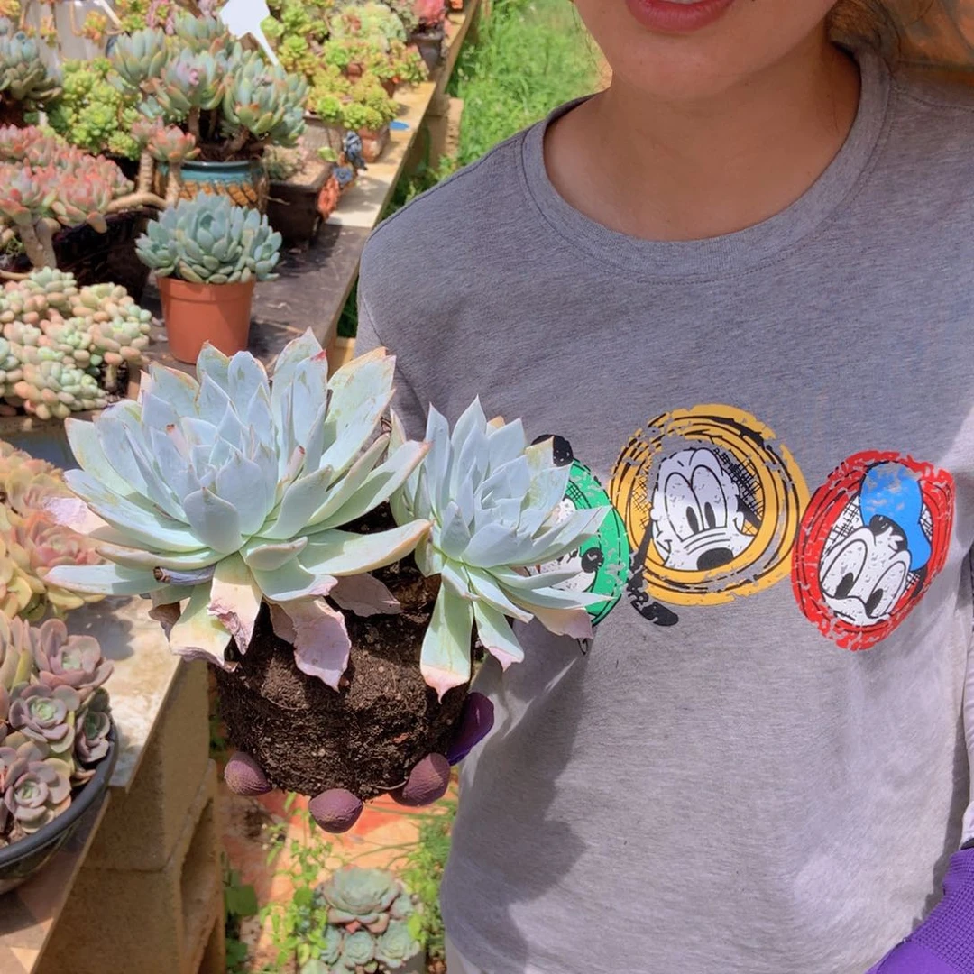 薄叶蓝鸟10.8 胖哥多肉推荐