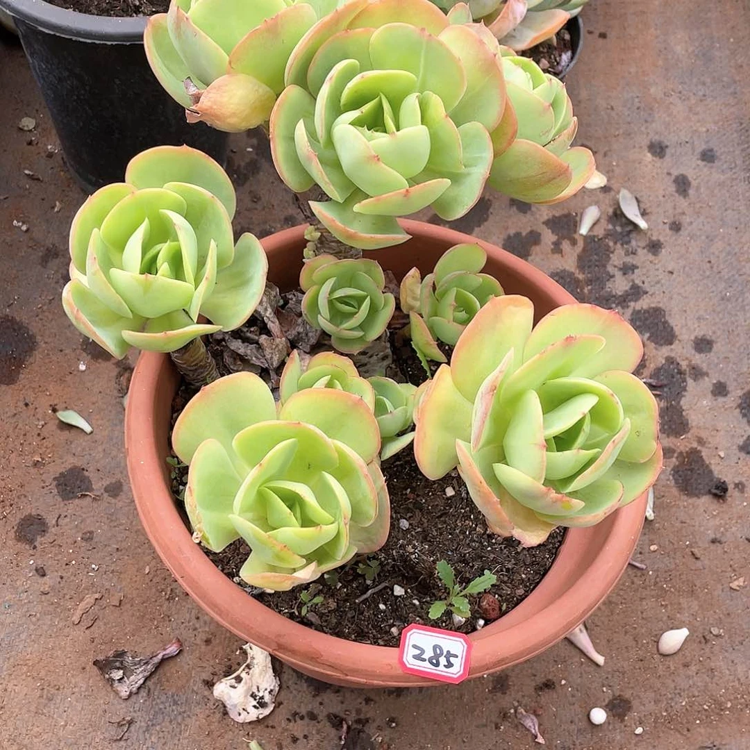 285碧桃一物一拍多肉