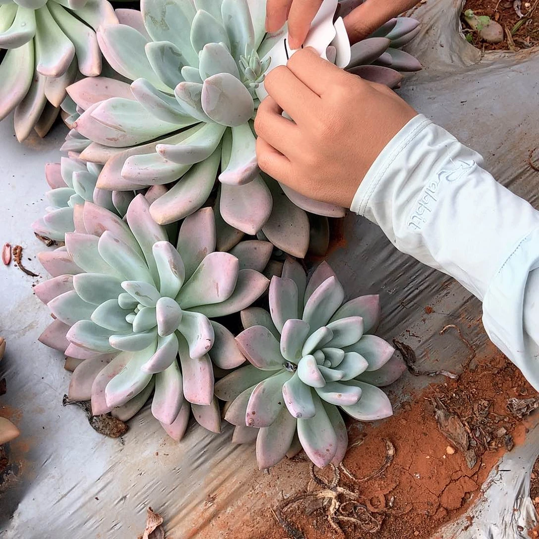 鸟*胖哥多肉一物一拍地载奥普16