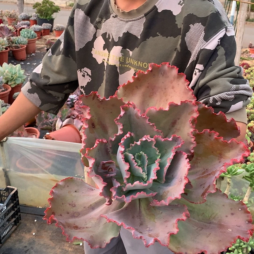 胖哥多肉推荐蓝色妖姬22.8