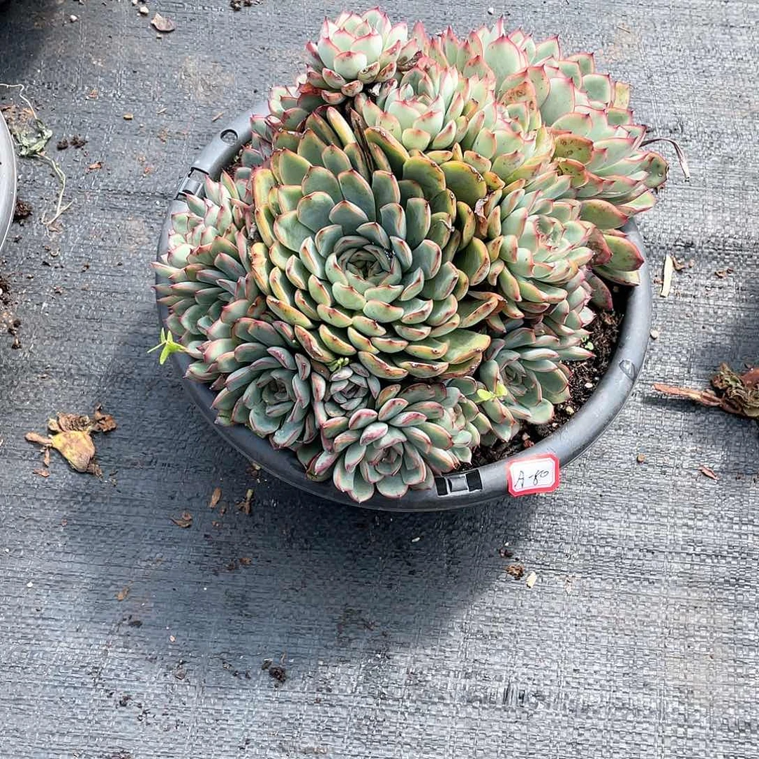 ⭐*⭐胖哥多肉A-80荷花