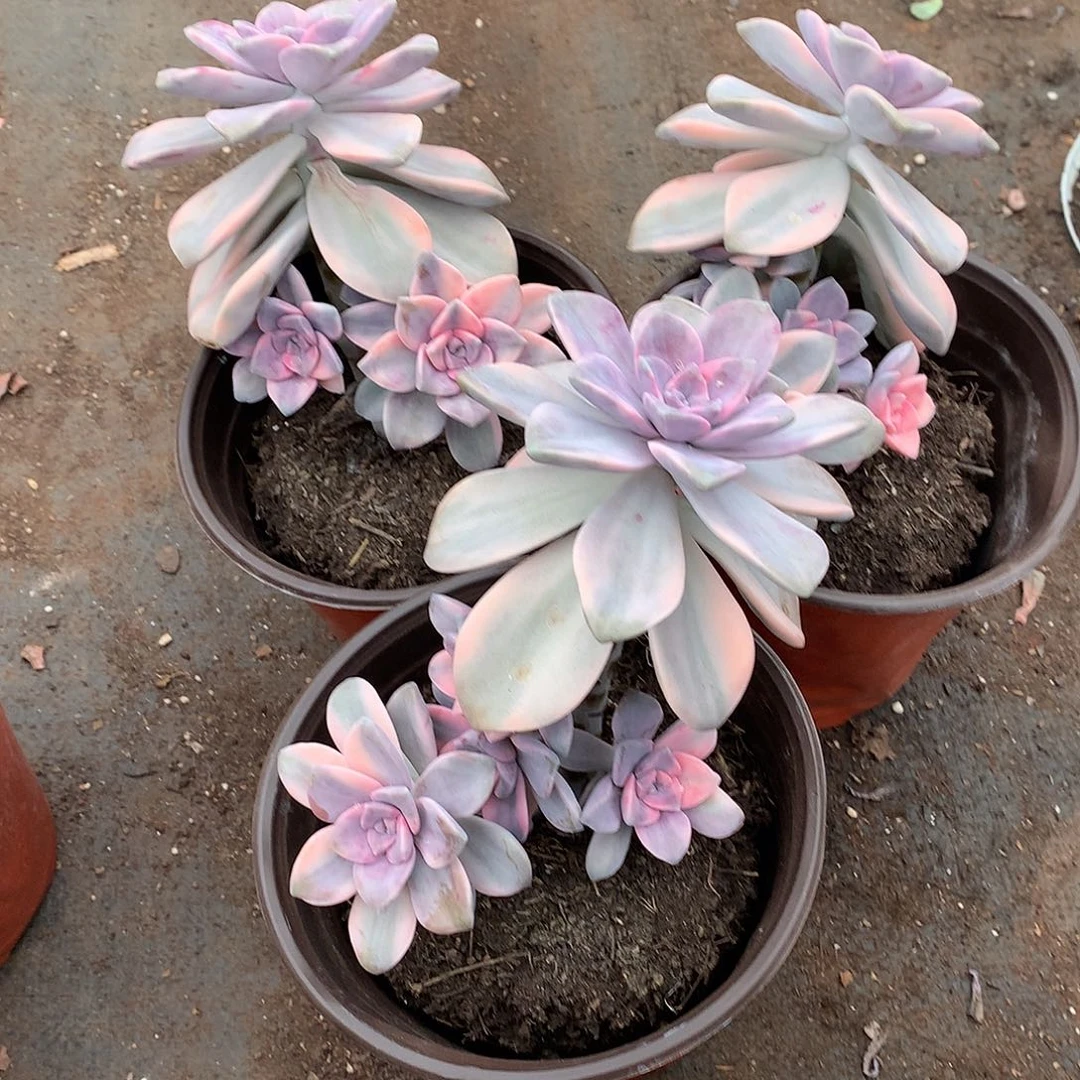 胖哥多肉推荐紫乐锦39