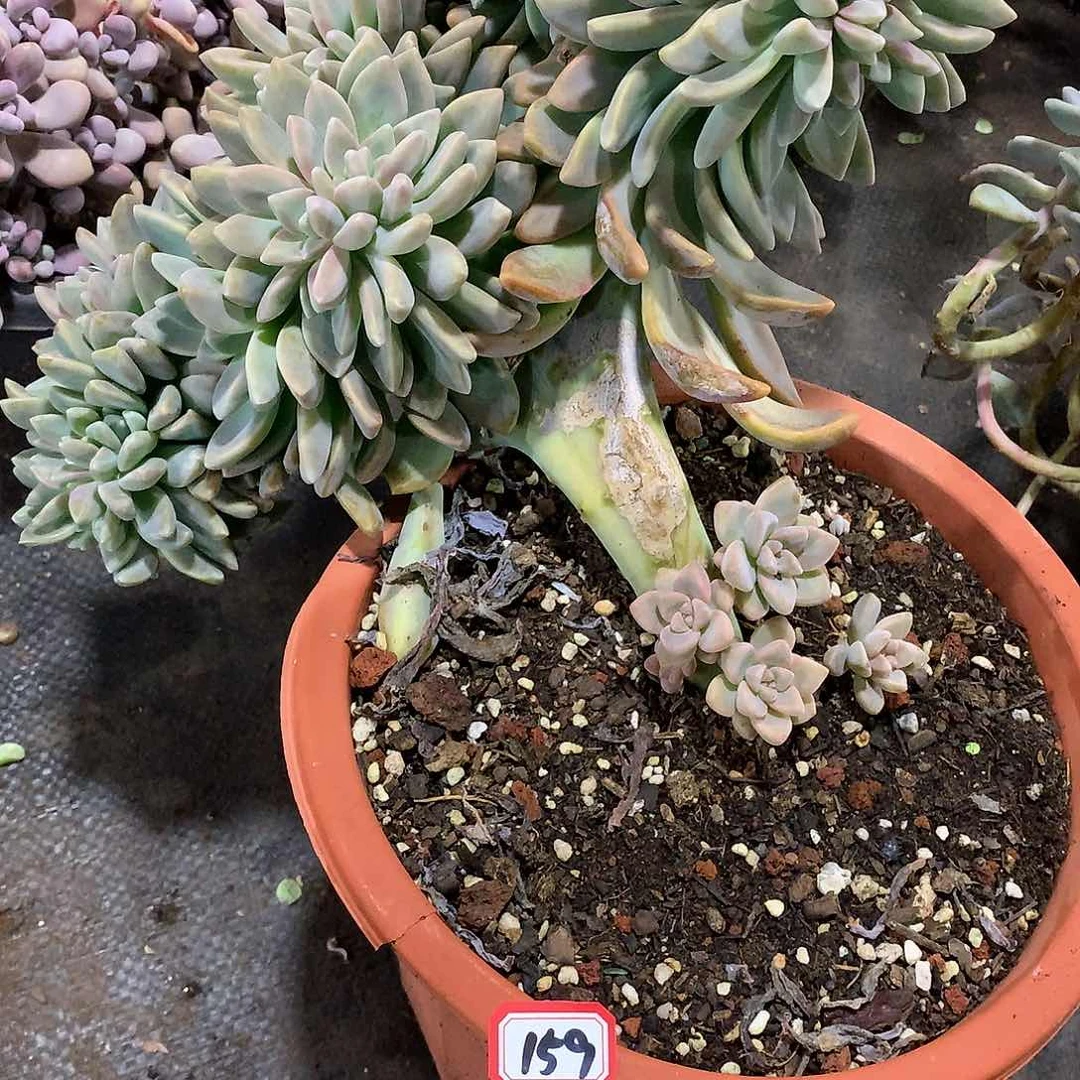 一物一拍多肉 159淡雪缀