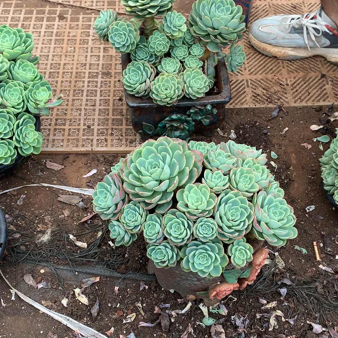 胖哥多肉推荐哈密瓜39