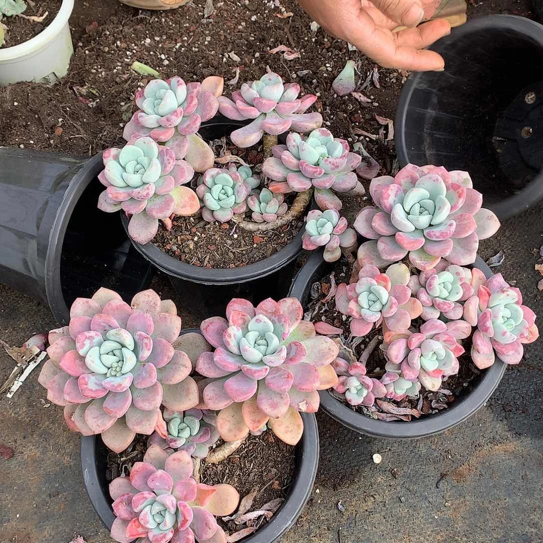 胖哥多肉推荐花瓣露15.8