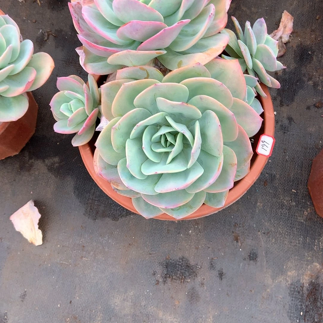 大****】胖哥多肉一物一拍凤199