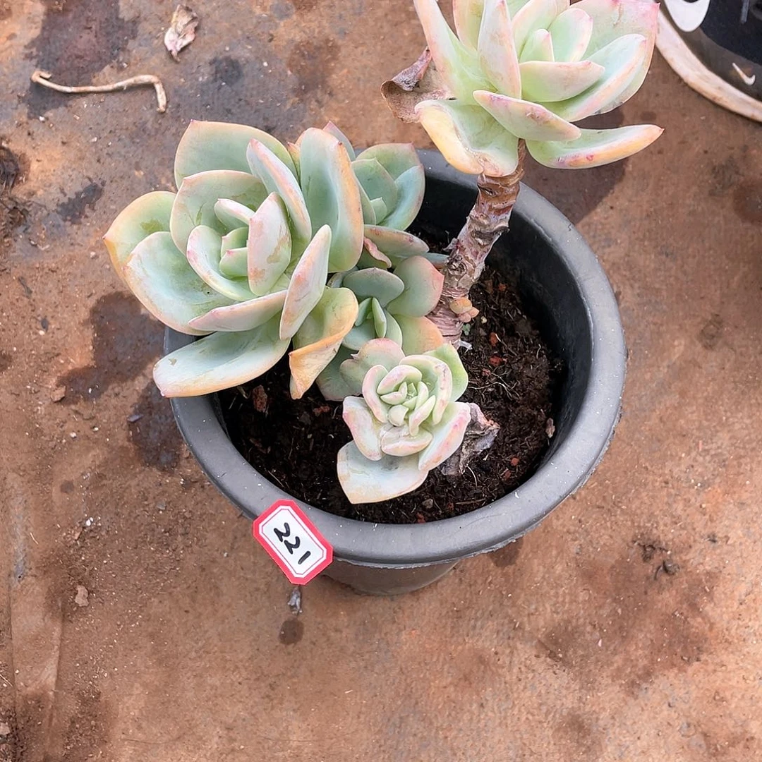 221白凤一物一拍多肉