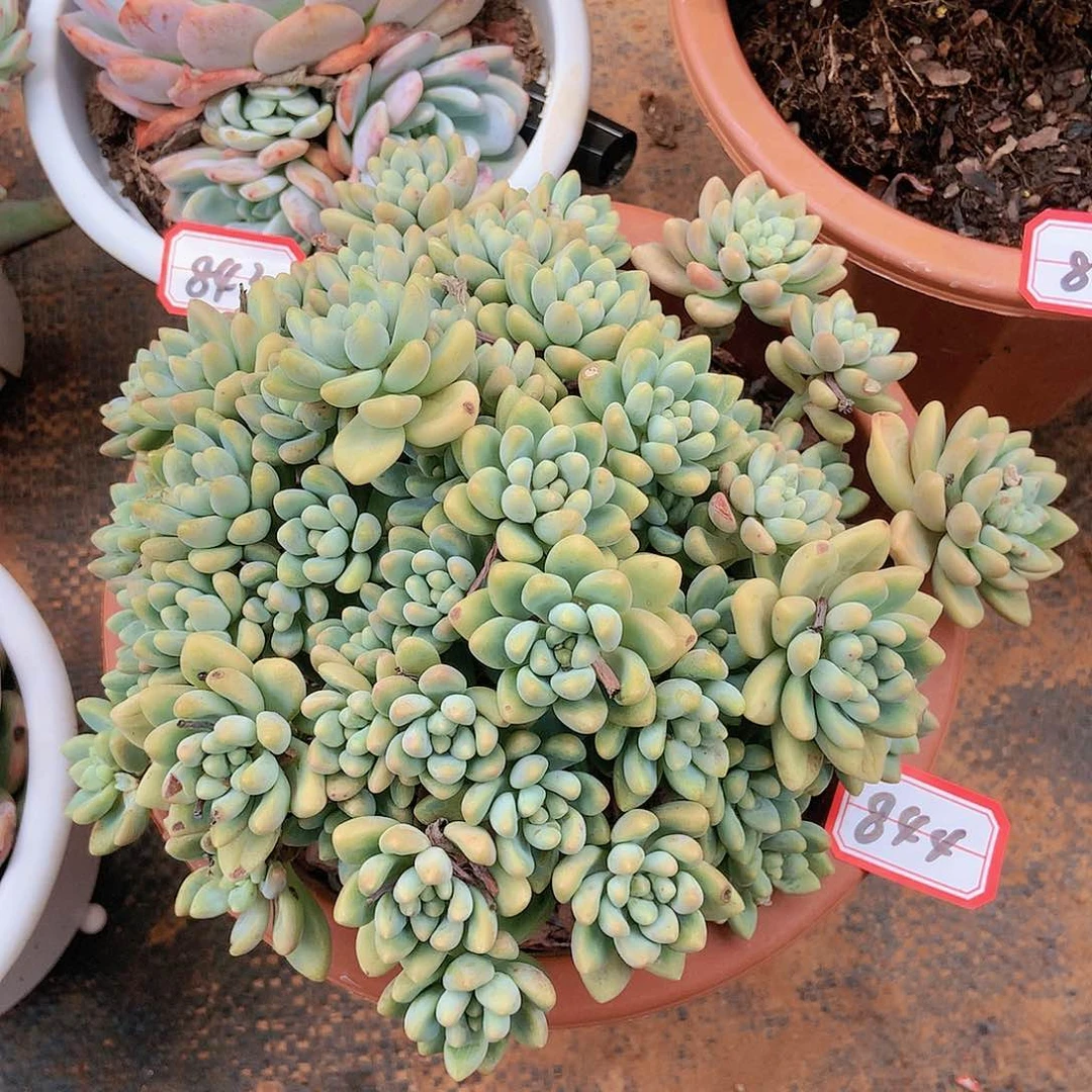 844蛋糕一物一拍多肉