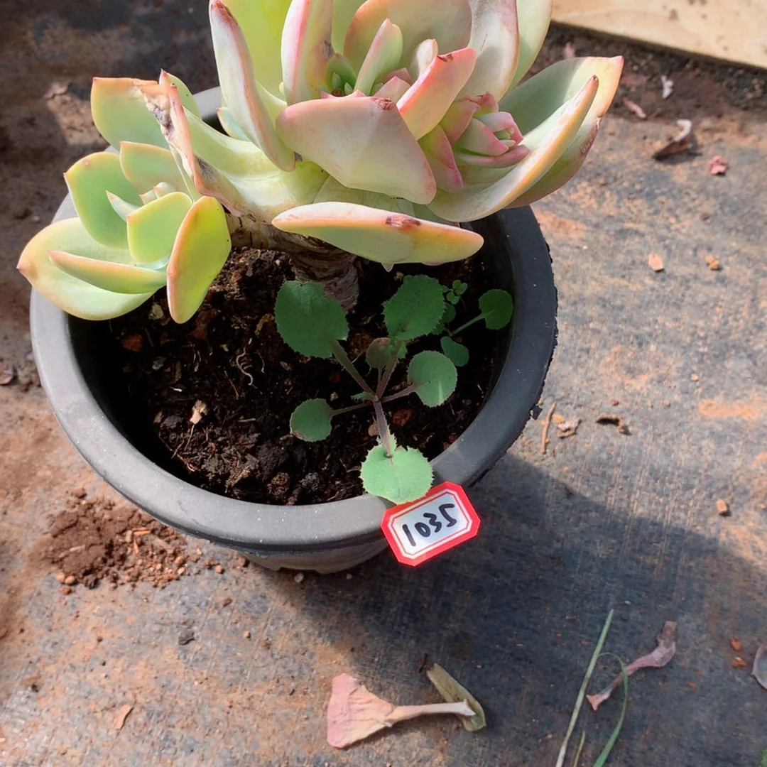 1035白凤 一物一拍多肉