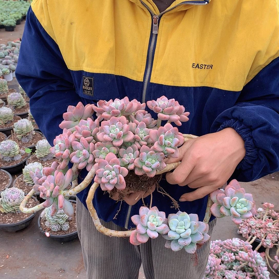 胖哥多肉推荐红洛神49