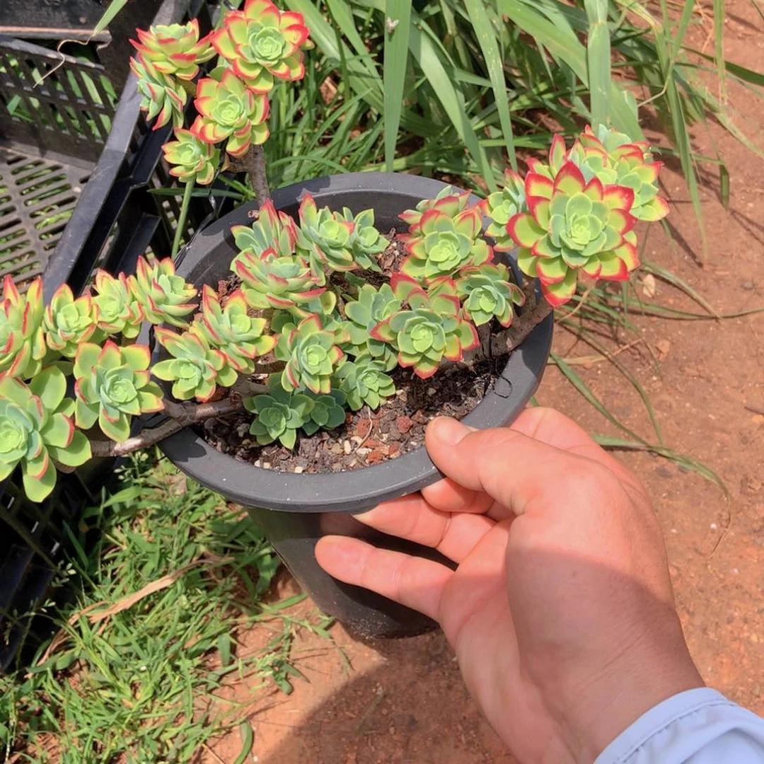 薄化妆杂9.9 胖哥多肉推荐