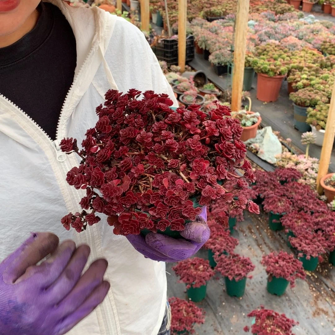 胖哥多肉推荐小球玫瑰12.8