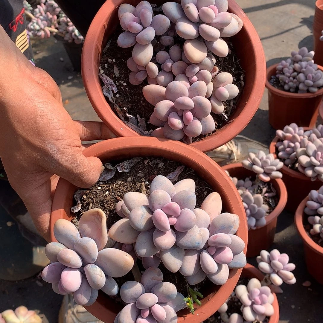 胖哥多肉推荐桃蛋18.8