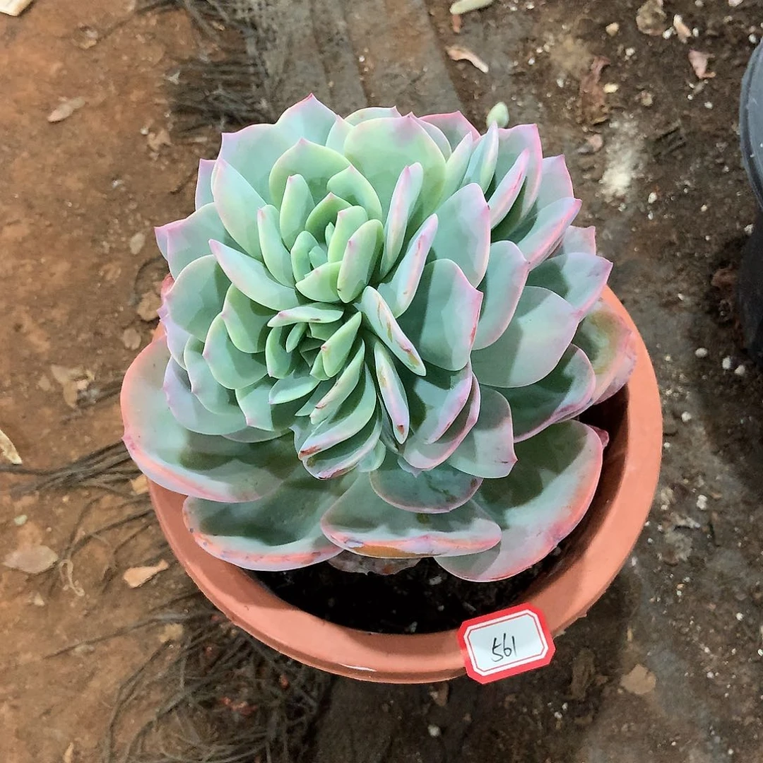 561凤 一物一拍多肉