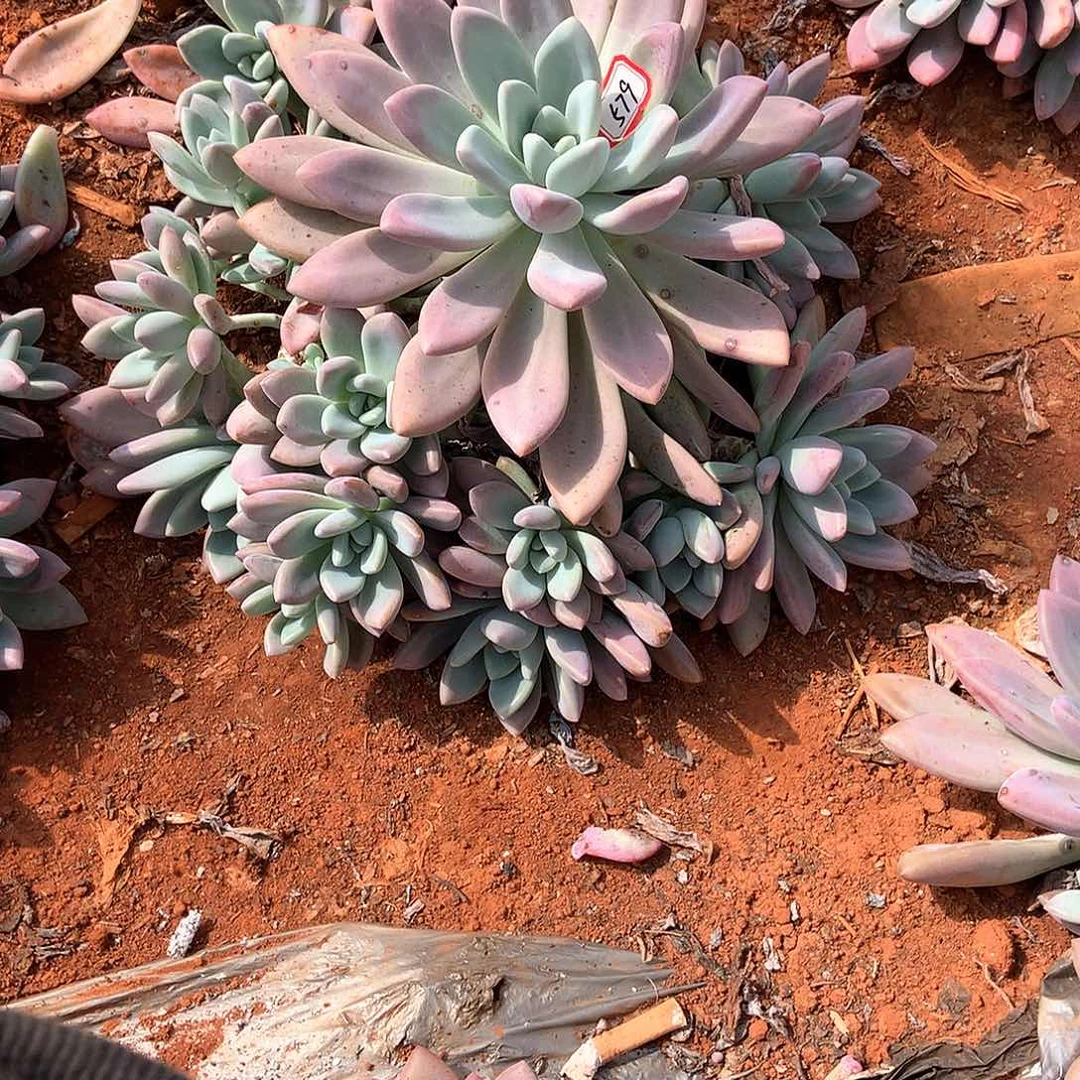 娟****^胖哥多肉一物一拍地载奥普579