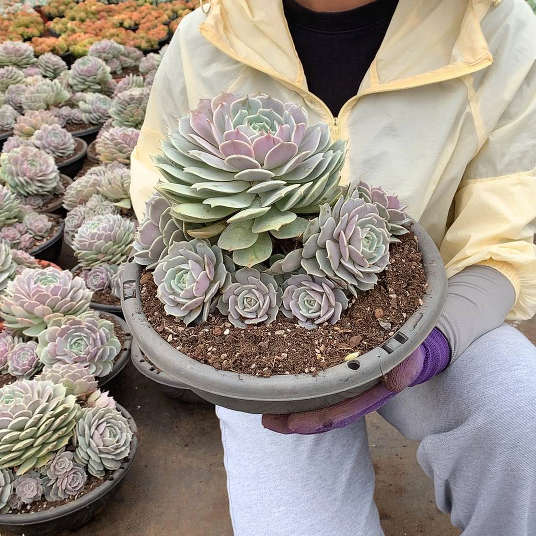 露娜连39 胖哥多肉推荐