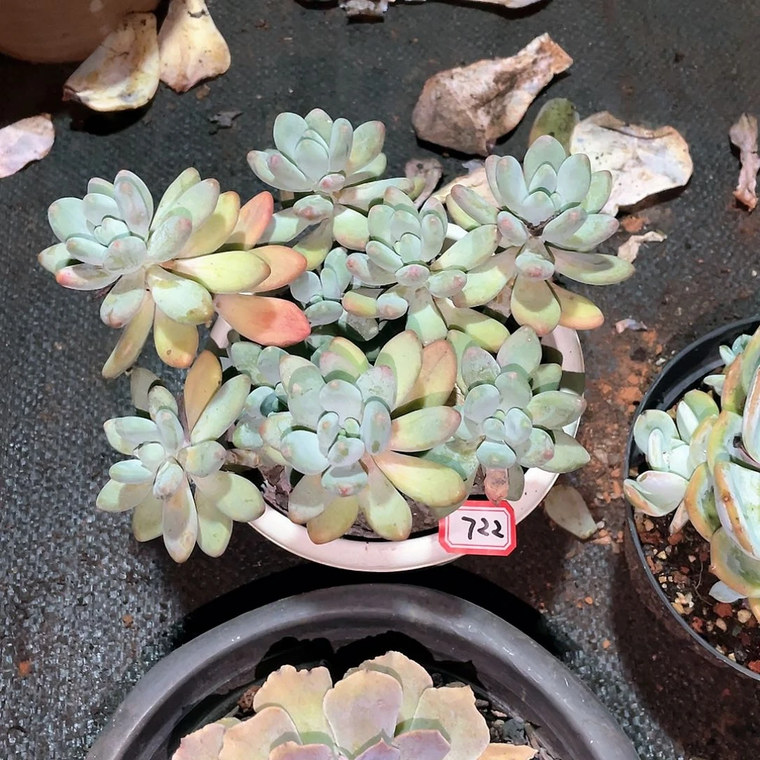 722苹果奶一物一拍多肉