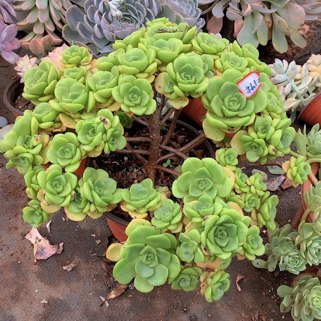 461百合丽丽一物一拍多肉