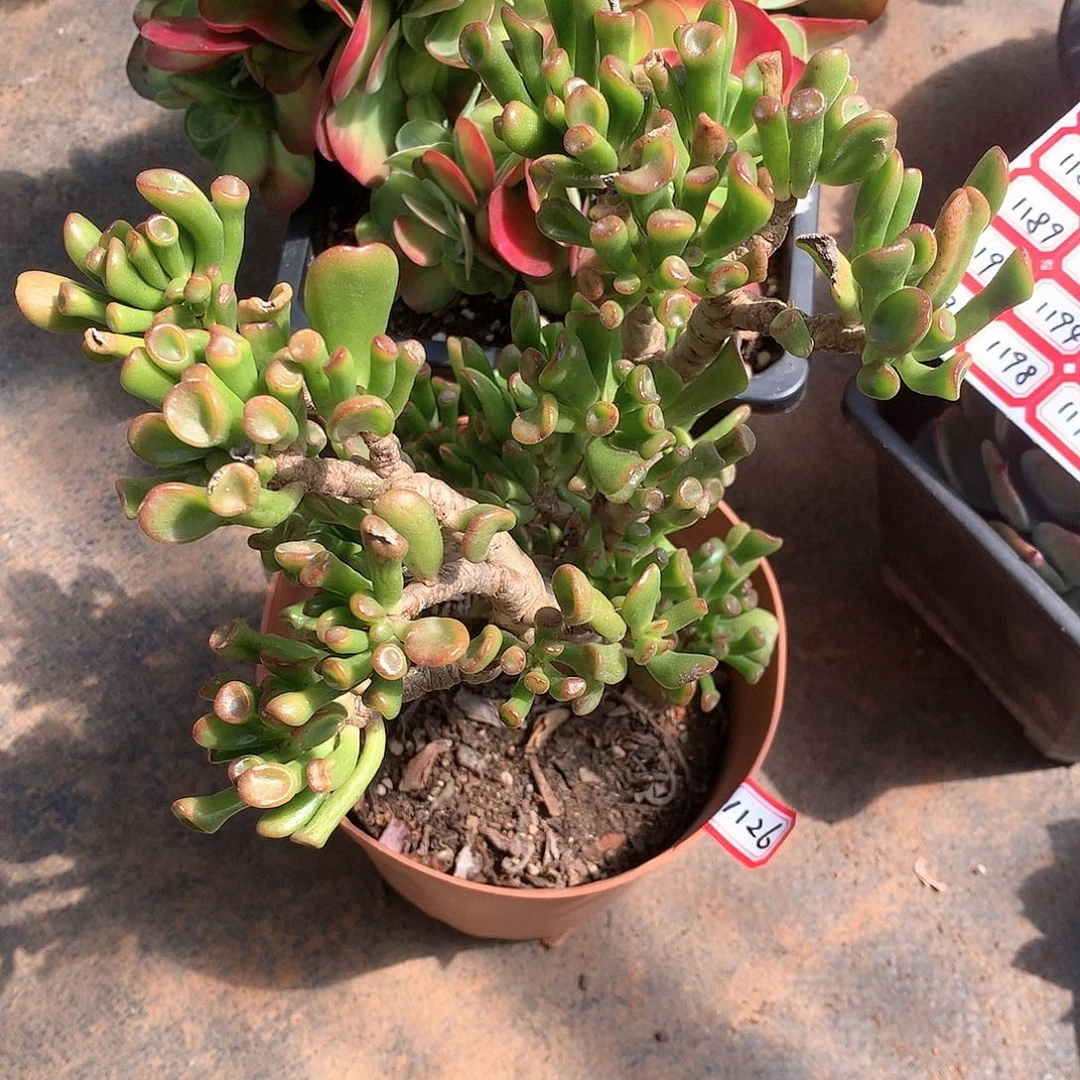 一物一拍多肉 1126西财树