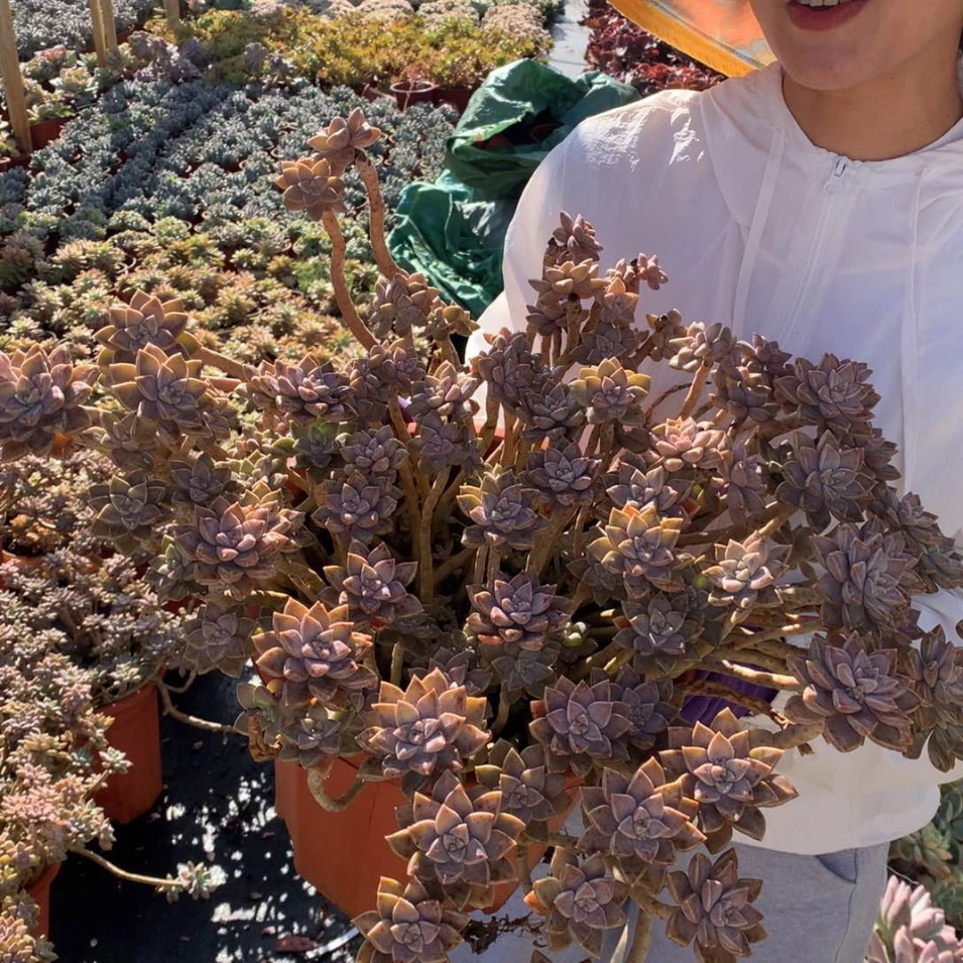 胖哥多肉推荐阿伦陪29