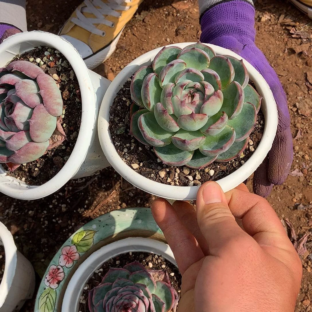 惊鸿18.8 胖哥多肉推荐