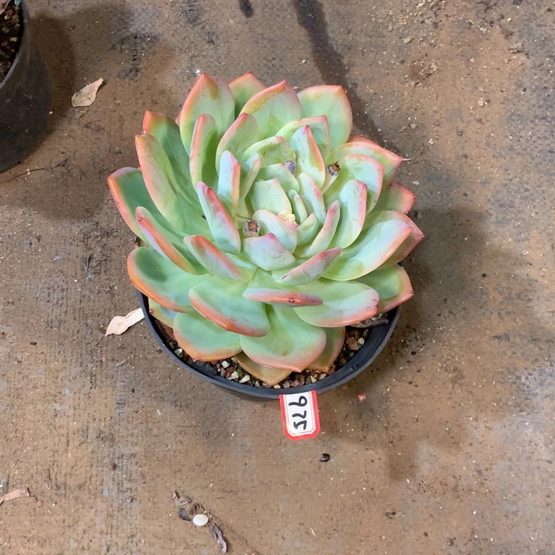 一物一拍多肉 975凤橙