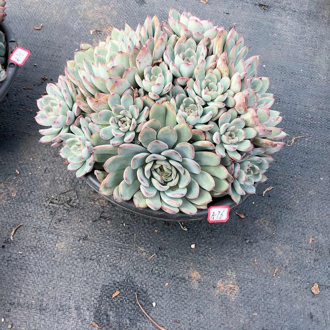 彩***笑胖哥多肉A-76荷花