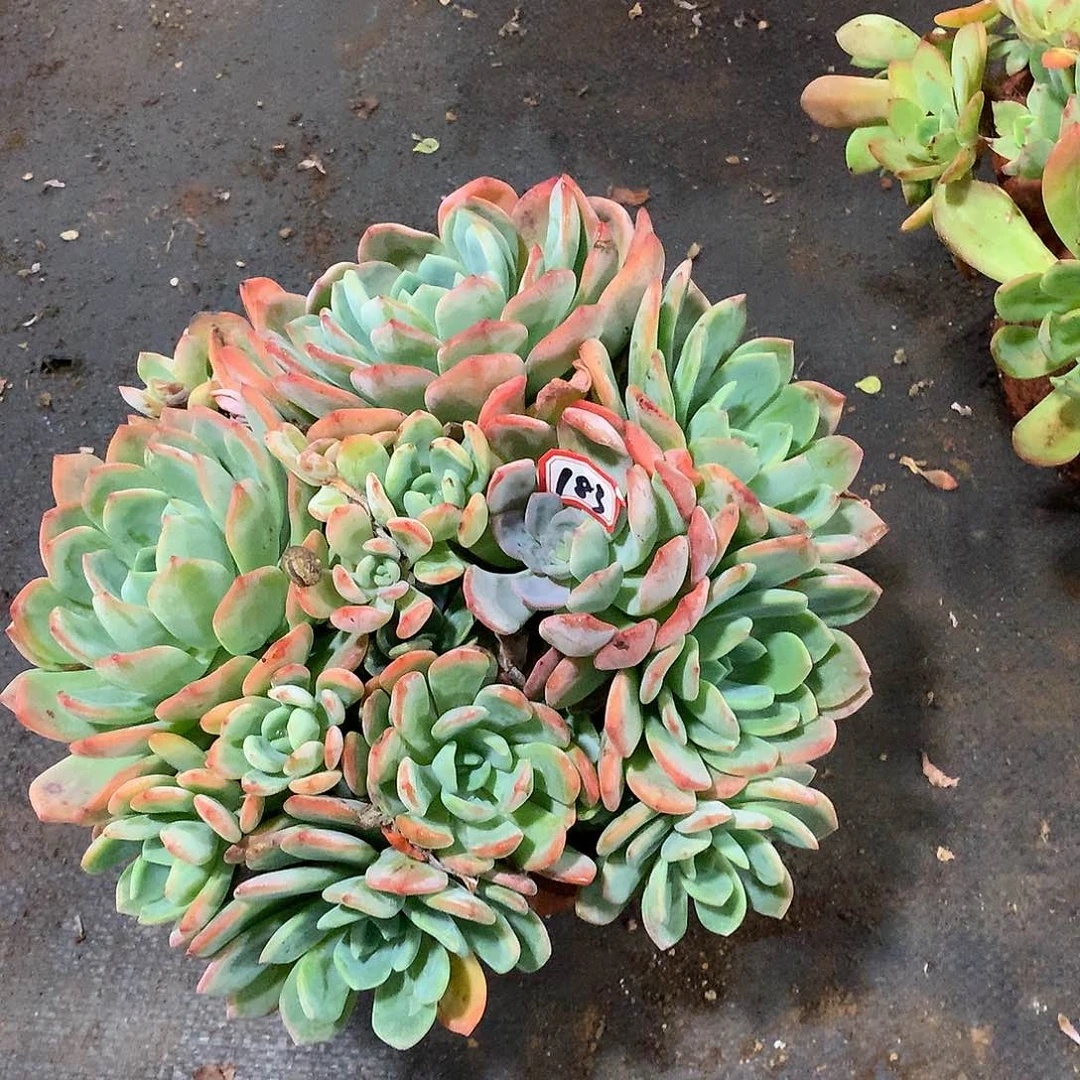 一物一拍多肉 183不知名