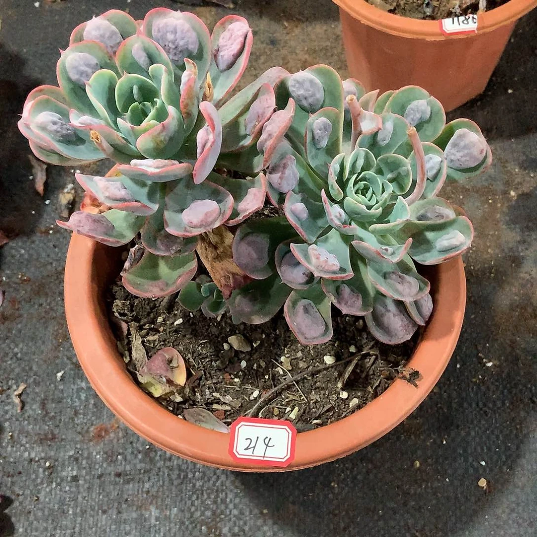 214雨滴 一物一拍多肉