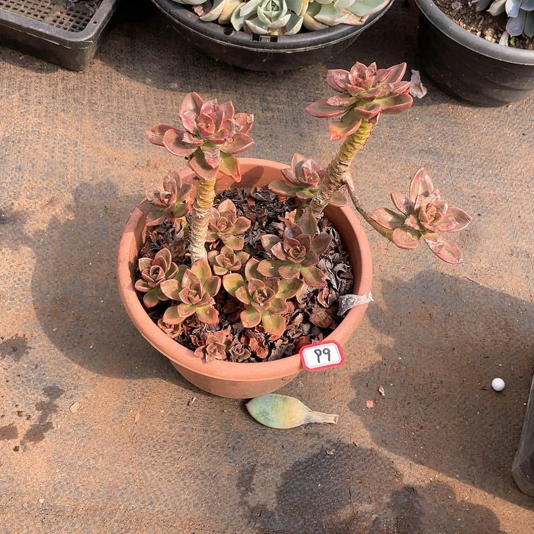 99巧克力一物一拍多肉