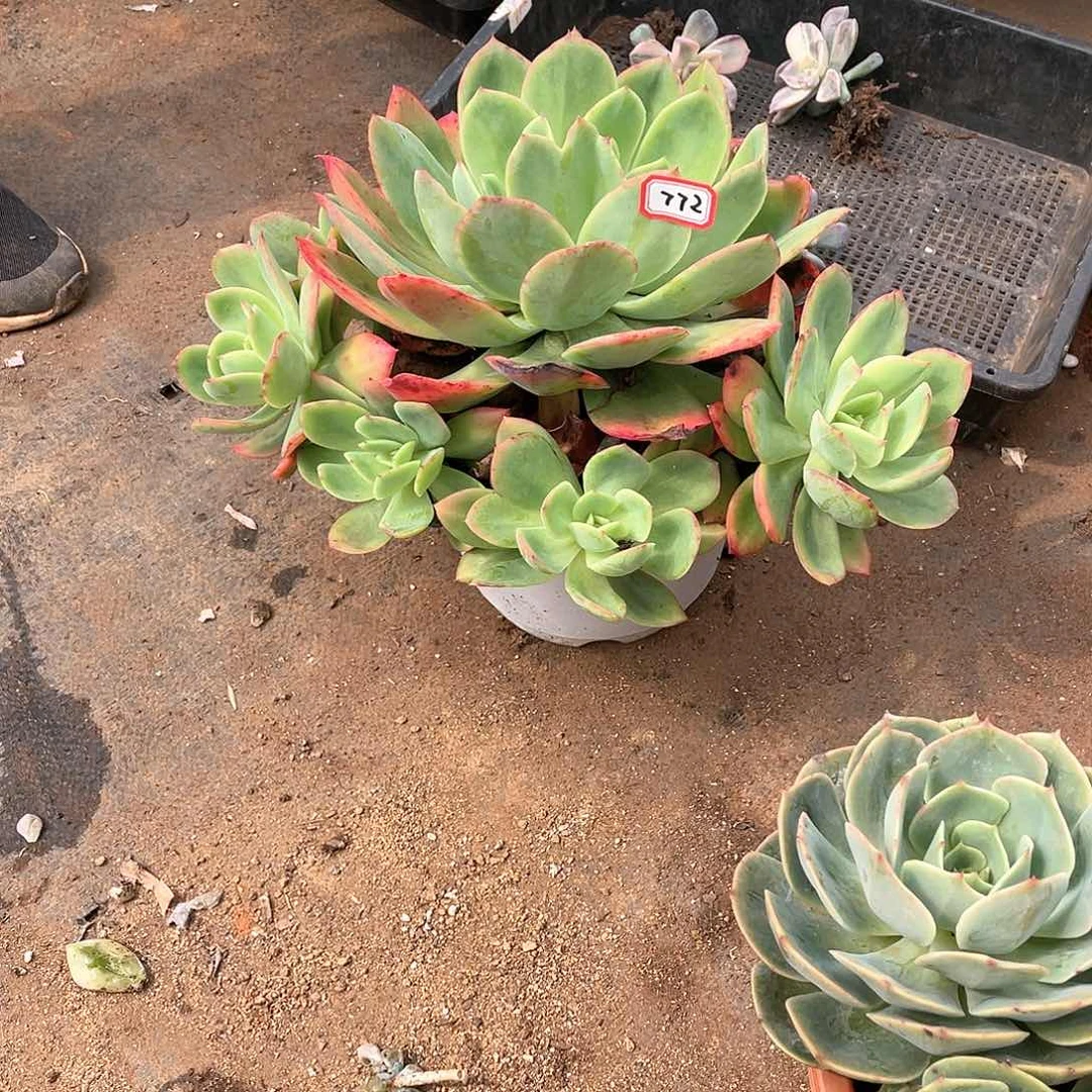 772绮罗 一物一拍多肉