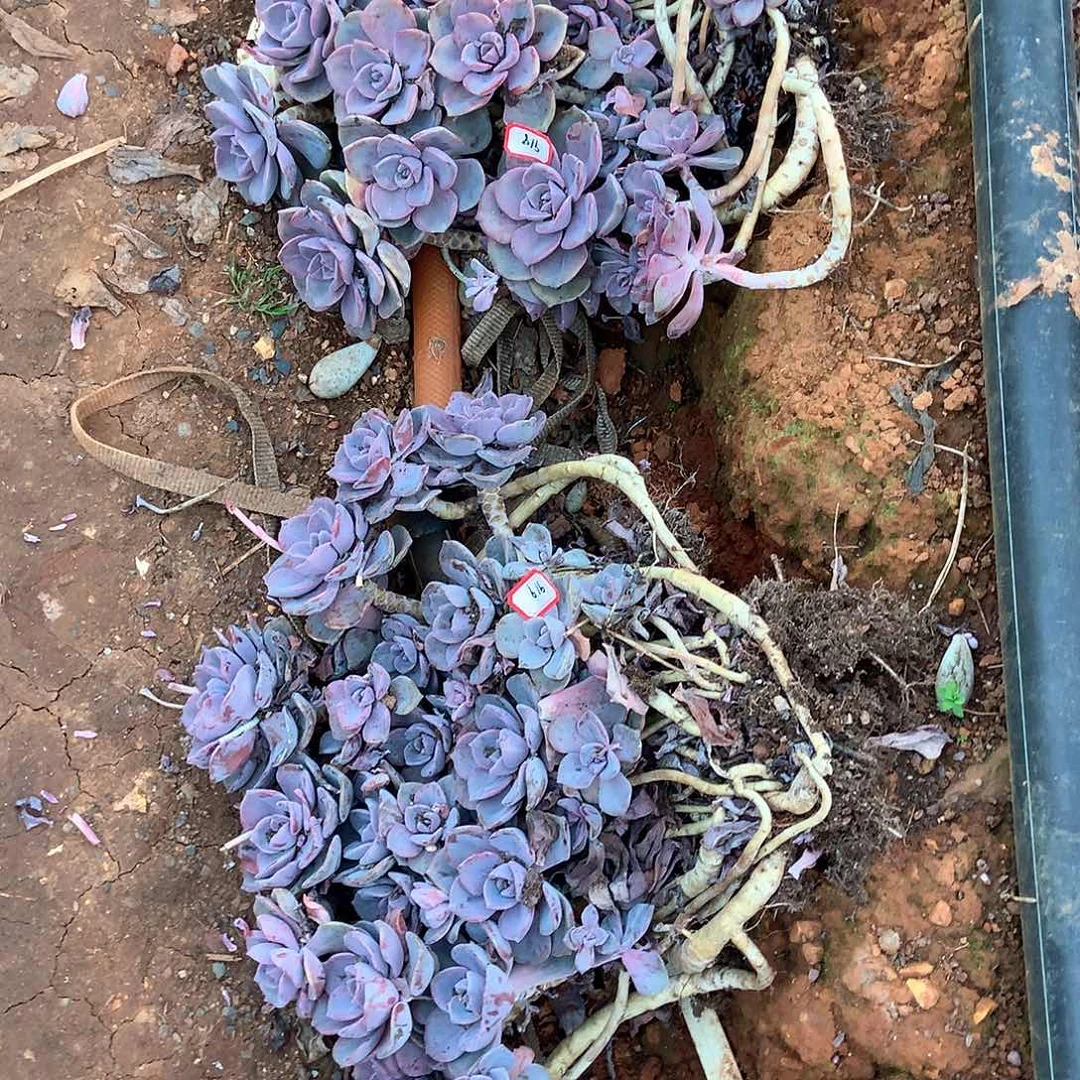 胖哥多肉一物一拍彩虹糖两颗918919