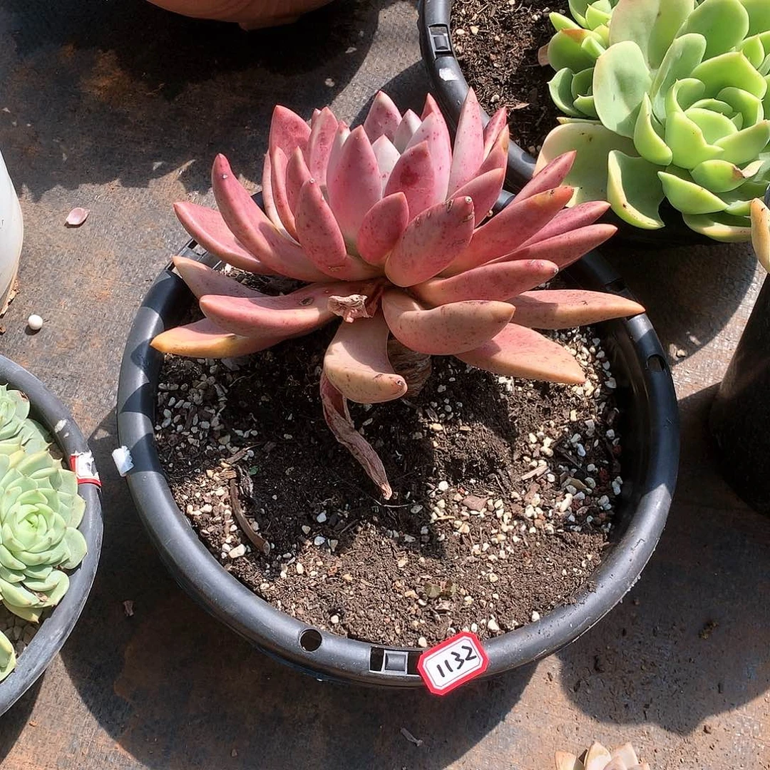 一物一拍多肉 1132桃花源