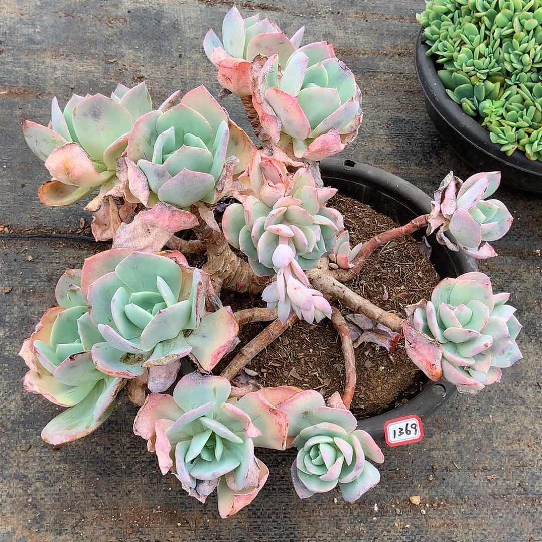 1369白凤 一物一拍多肉