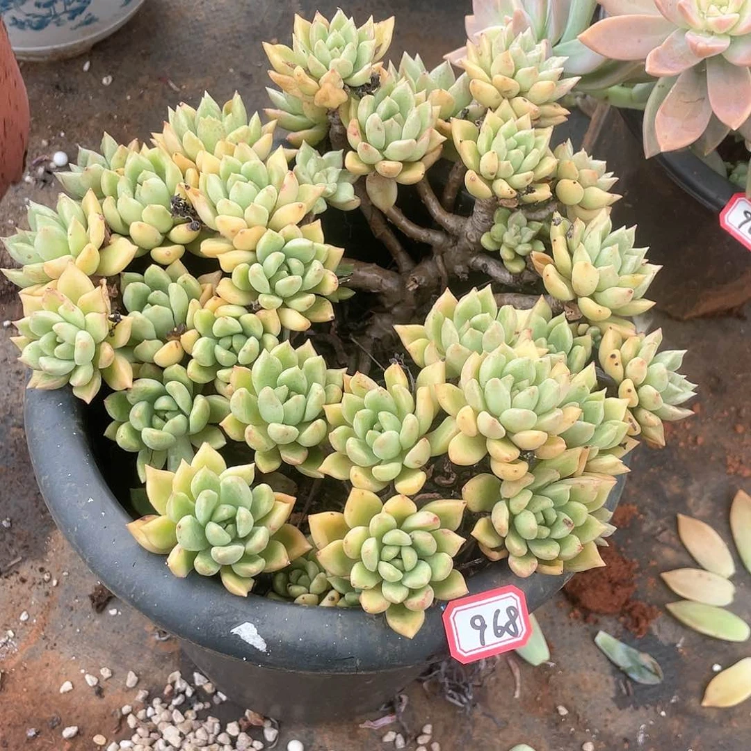 968璀璨一物一拍多肉