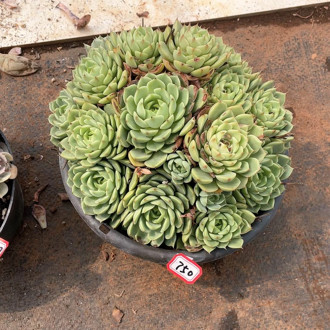750笨吧 一物一拍多肉
