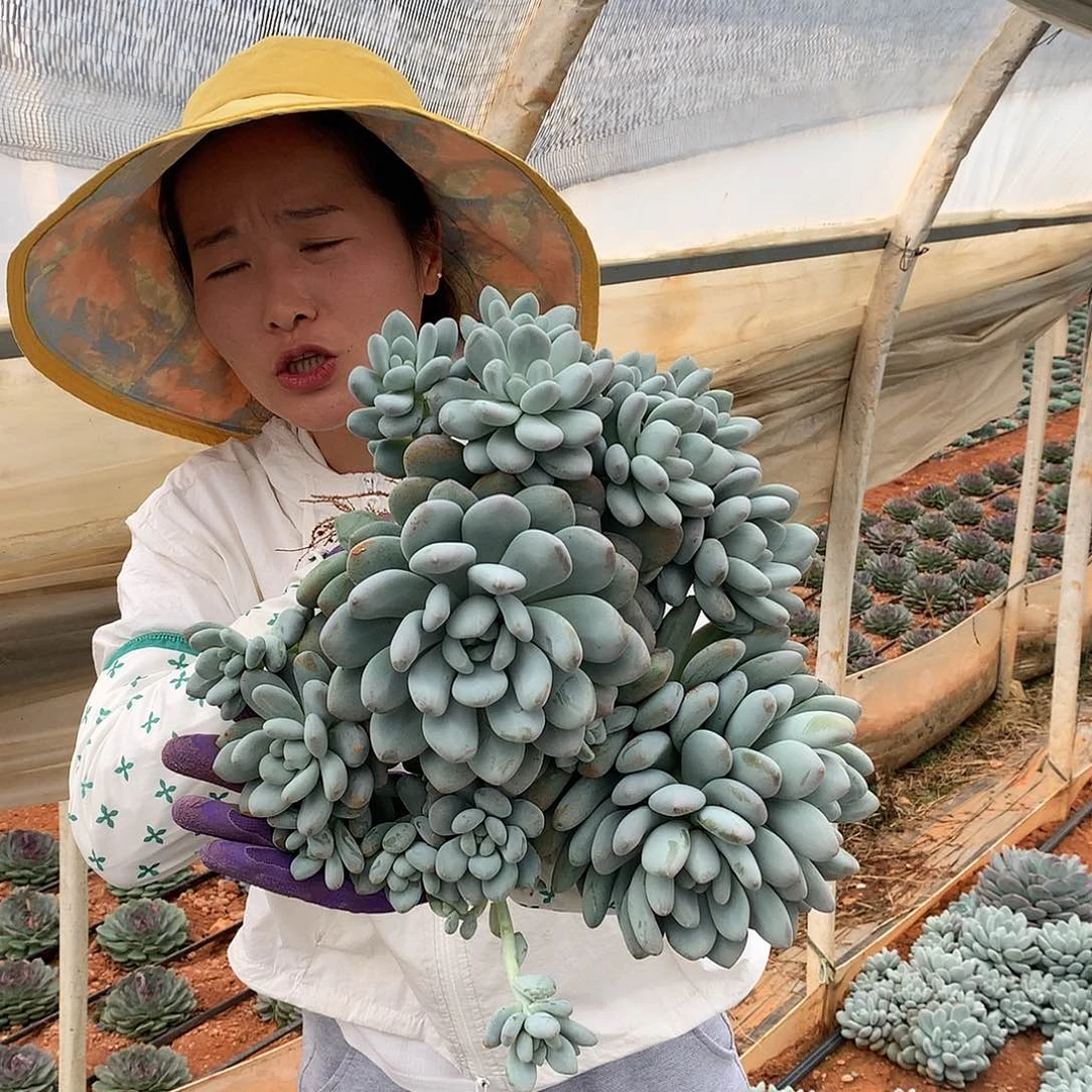外播大香水39.9胖哥多肉推荐