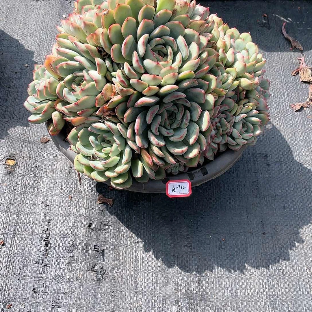 七*?胖哥多肉A-74荷花