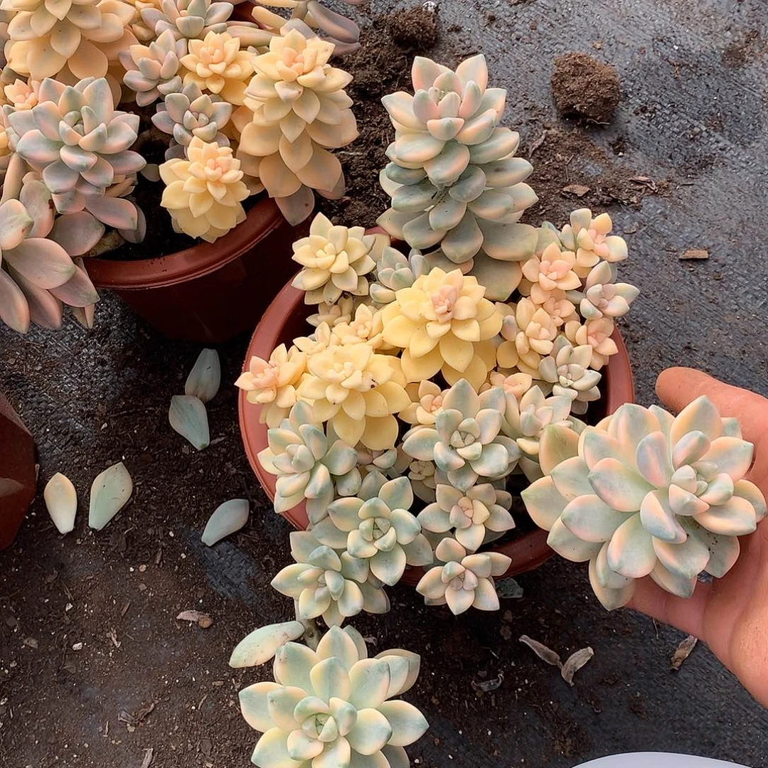 胖哥多肉推荐美杏锦22.8