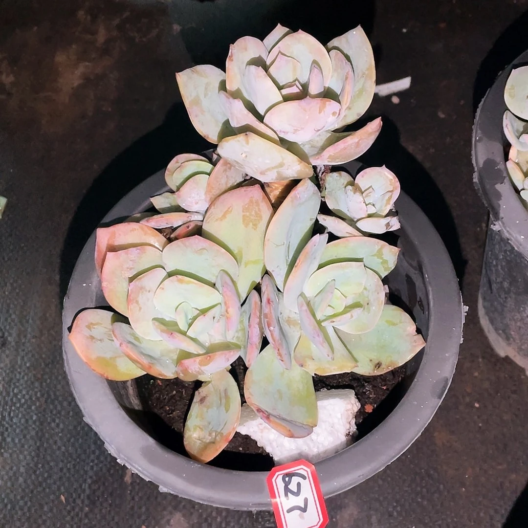 627白凤一物一拍多肉