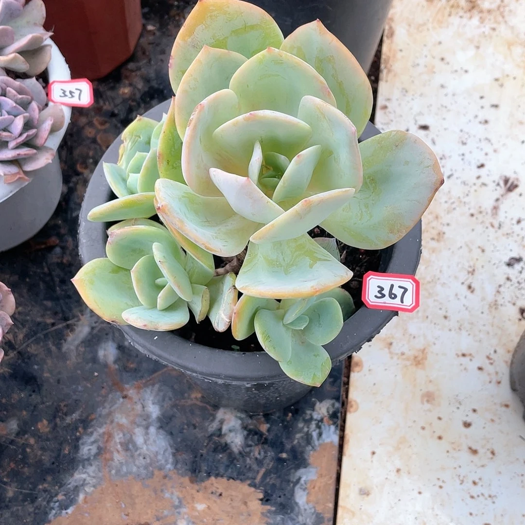 367白凤 一物一拍多肉