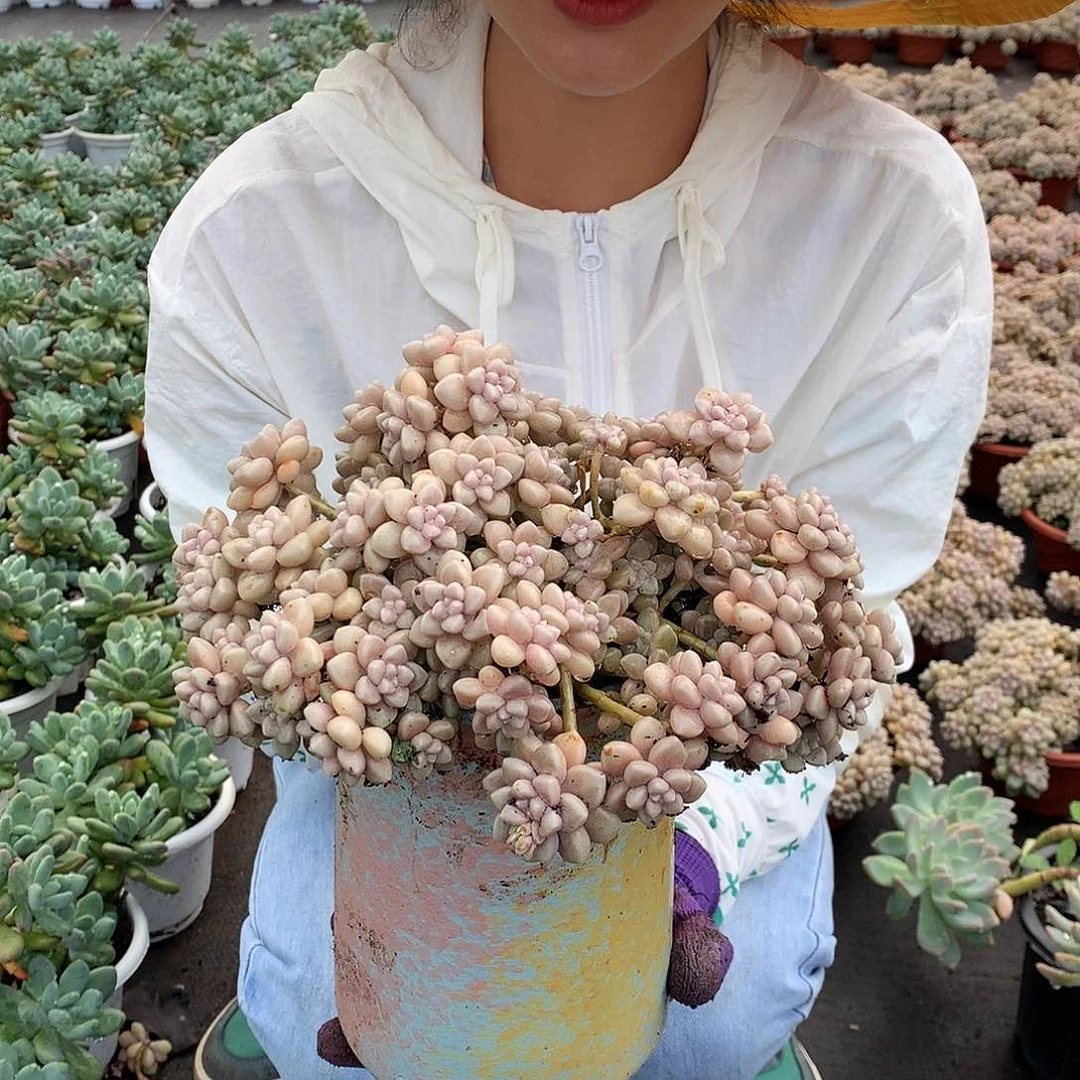 胖哥多肉推荐9.9姬秋丽