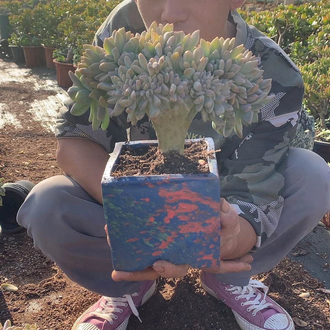 胖哥多肉推荐淡雪缀15.8