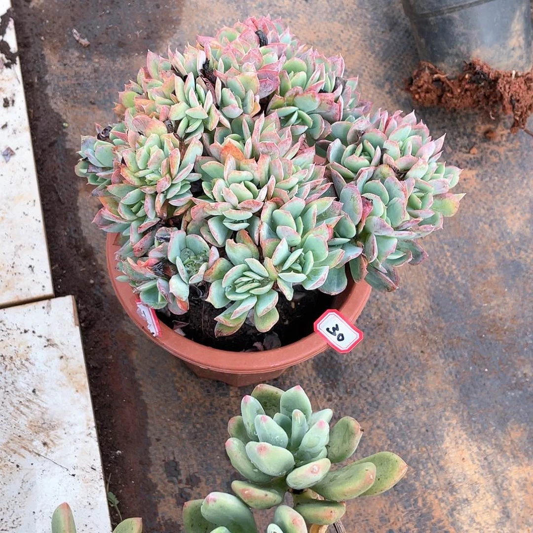 30绮罗一物一拍多肉