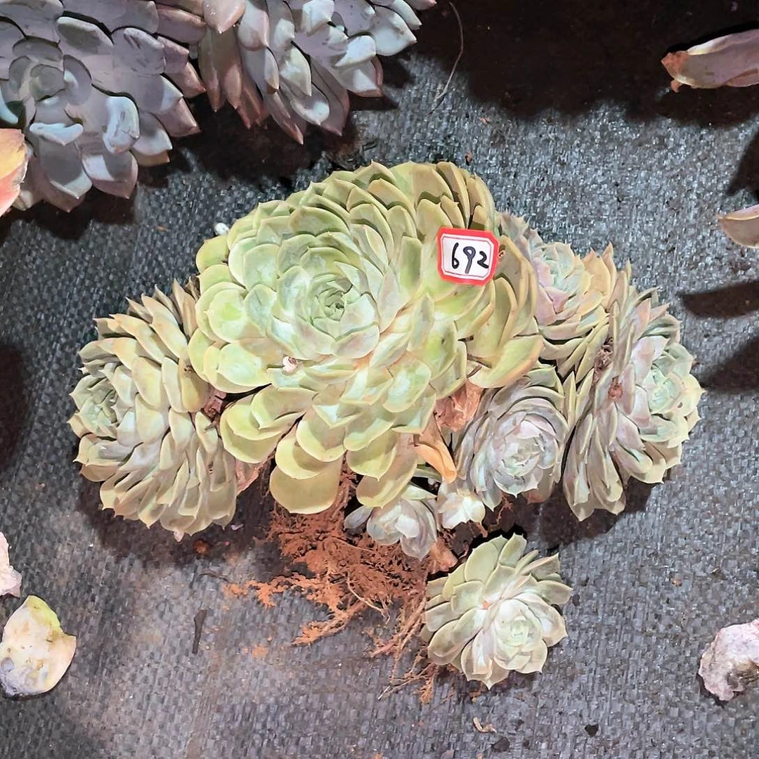 692安斯诺一物一拍多肉