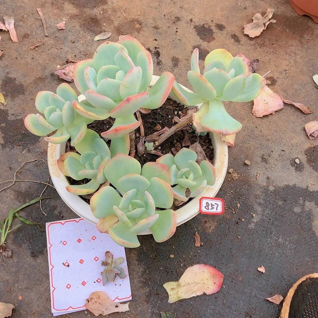 胖哥多肉一物一拍857白月光
