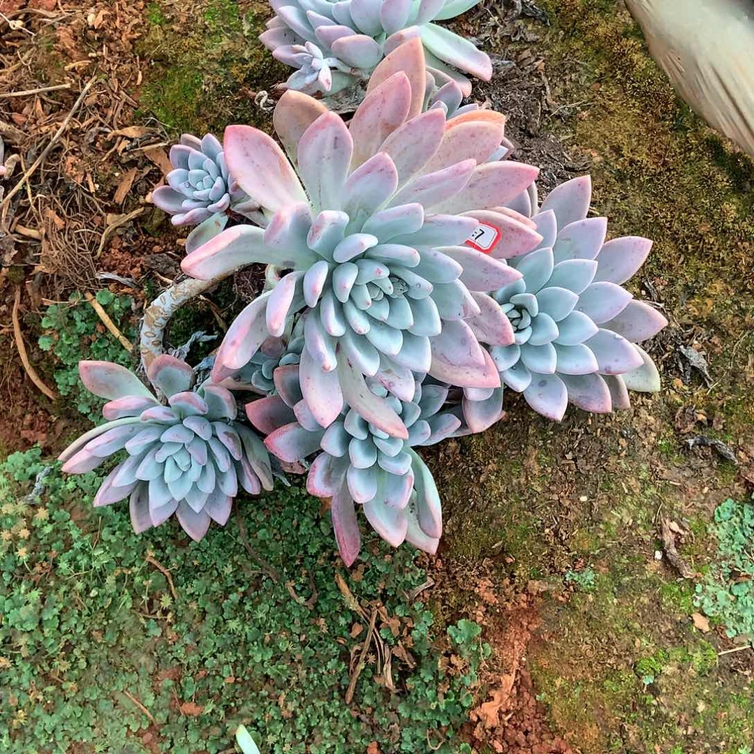 胖哥多肉一物一拍地载奥普457