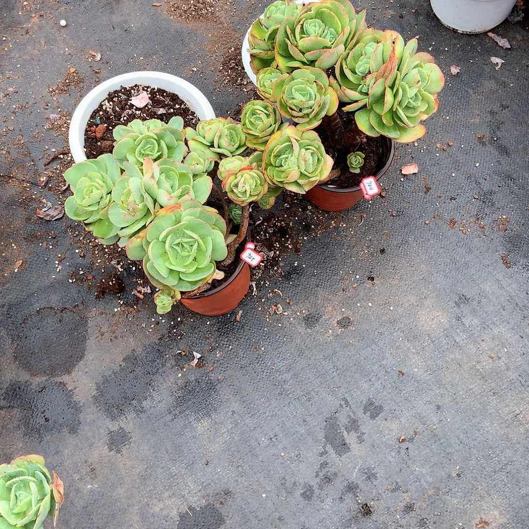 小*哒胖哥多肉一物一拍944945两颗碧桃